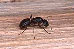 Les fourmis charpentières