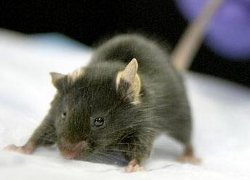 Souris: infos et produits anti souris