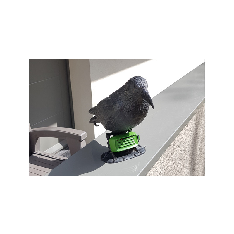 Un corbeau pour effrayer les pigeons  à Vianden 