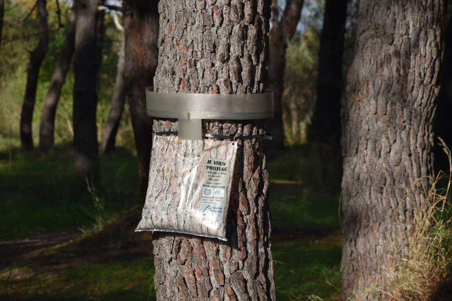 ECOPIEGE écorce diamètre 55 cm contre la chenille processionnaire du pin