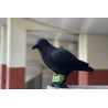 REPULSATOR BIRDS + CORBEAU - Effaroucheur anti Pigeons