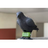 Anti pigeons Repulsator Birds + Corbeau effaroucheur