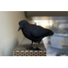 Anti pigeons effaroucheur corbeau synthétique