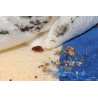Polti Cimex Eradicator Vapeur Sèche anti Mites et Teignes