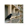 CORBEAU SYNTHÉTIQUE - anti Pigeons Effaroucheur