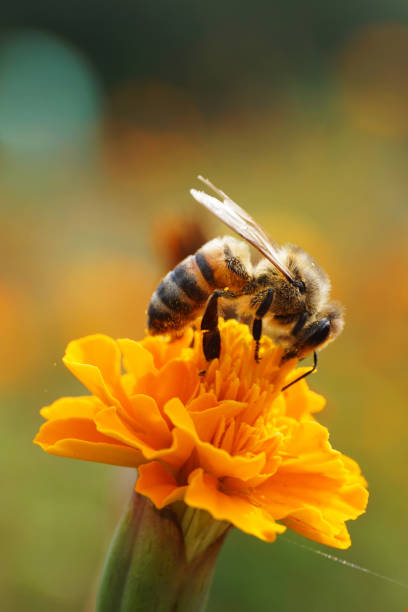 abeille de profil