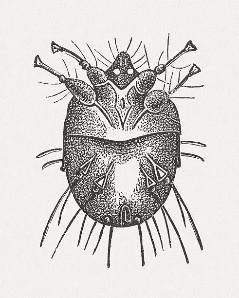 dessin de l'acarien de la gale