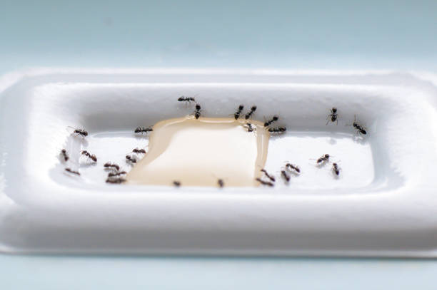 Gel anti fourmis utilisé en traitement localisé hors de portée des animaux