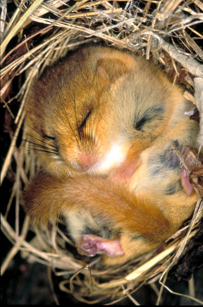 loir animal dormant