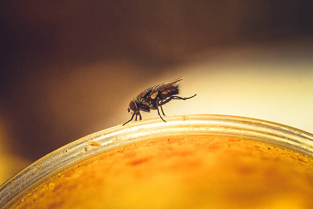 mouche produit