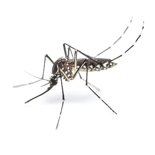 moustique vu de près