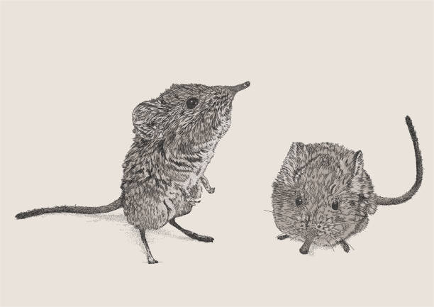 dessin de musaraignes