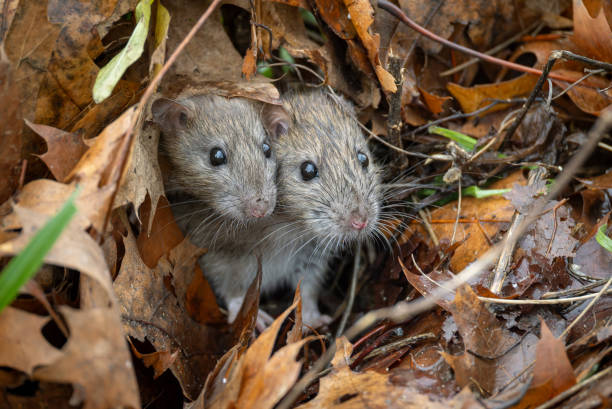 deux rongeurs en jardin