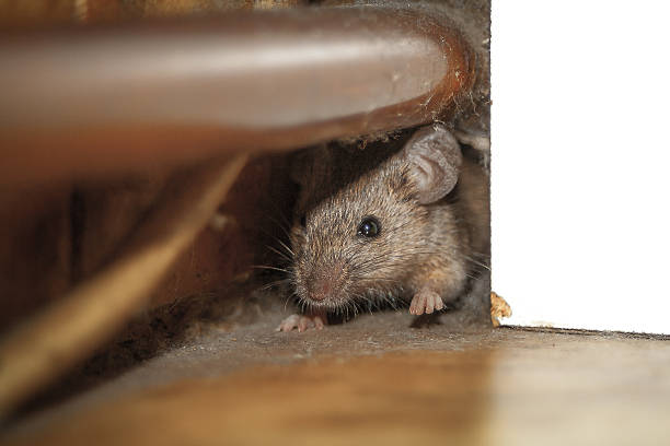 Souris cachée dans une habitation