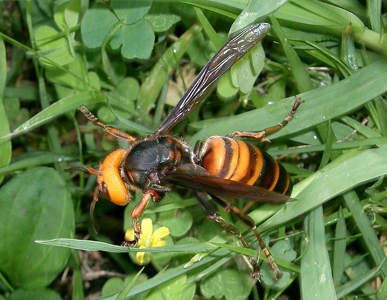 Produit Anti insecte Bois - Traitement bois abeilles - Eradicateur