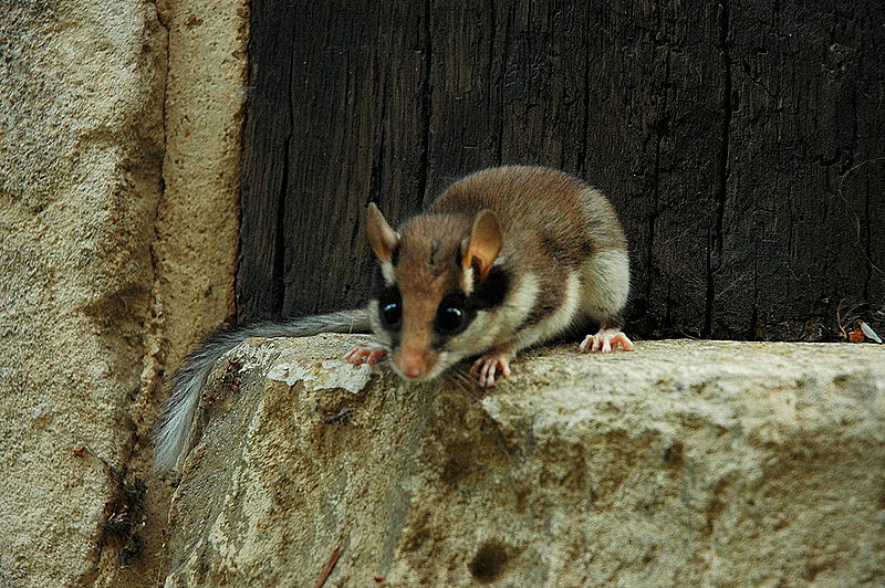 Lérot