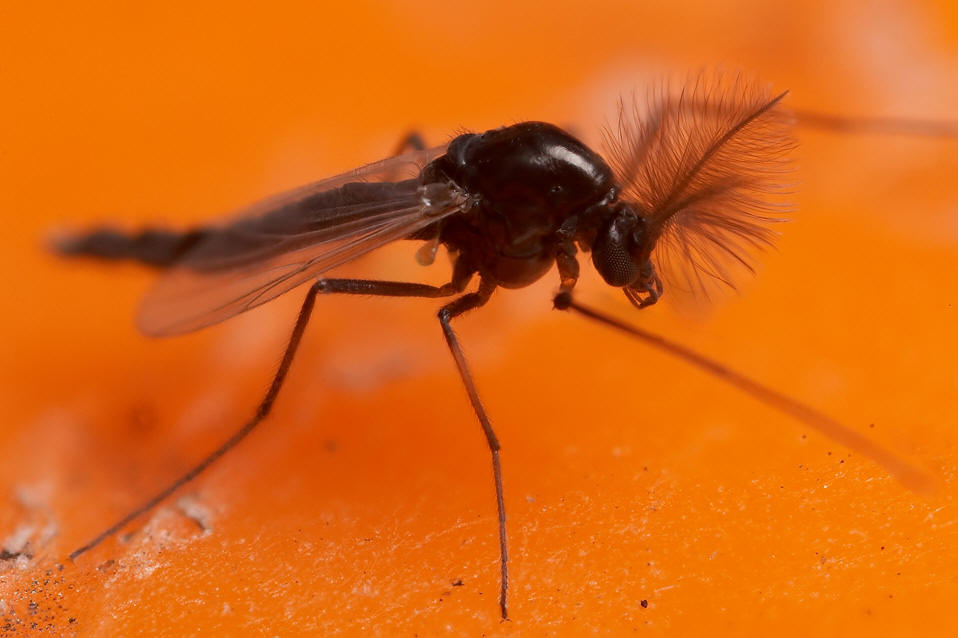 Remède de grand-mère contre les moucherons dans les plantes