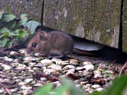 Crotte de loir : signe d'une infestation de rongeurs - Mesnuisibles