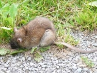 Rat d'égout ou surmulot