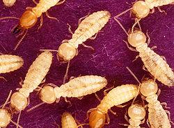 Les termites: savoir comment lutter contre les termites