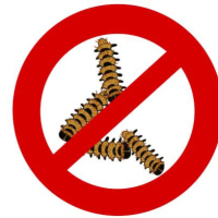 Chenille Processionnaire