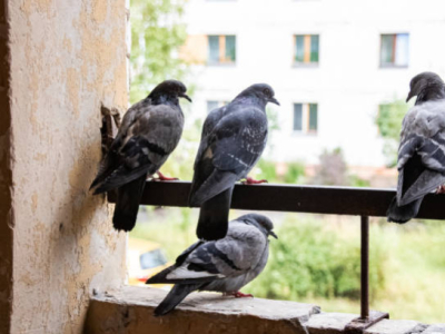 Comment lutter efficacement contre les pigeons ?