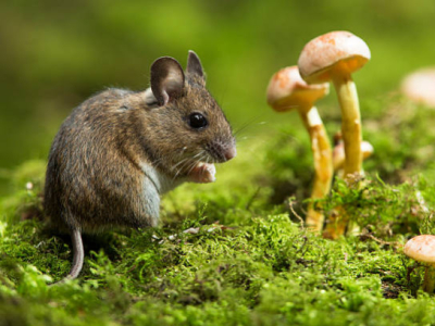 Mulot et souris : comment les reconnaître et s’en débarrasser efficacement
