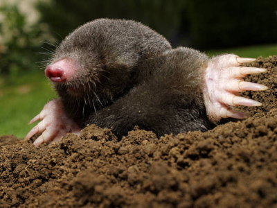 Taupe animal : comprendre ce rongeur pour mieux s’en débarrasser