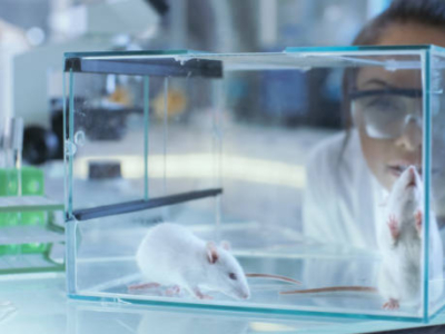 Comment faire la différence entre rats et souris ? 