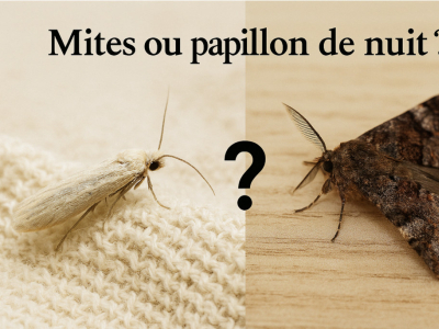 Mites ou papillon de nuit : comment faire la différence ?