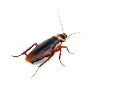 Qu'est-ce qu'une blatte ?