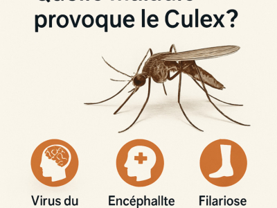 Quelle maladie provoque le Culex ?
