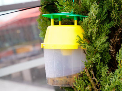 Piège à frelon : solution efficace pour protéger votre environnement
