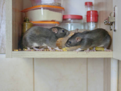 Comment se débarrasser des rats ? 