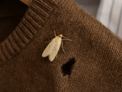 Mites vestimentaires : comment les éliminer et protéger vos vêtements ?