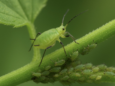 Puceron : tout savoir sur cet insecte envahissant