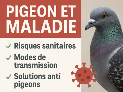 Pigeon et maladie : risques sanitaires, prévention et solutions anti pigeons