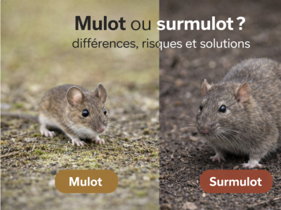 Mulot ou surmulot ?