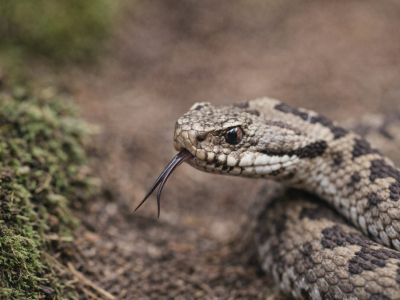 Serpent venimeux : comment les reconnaître