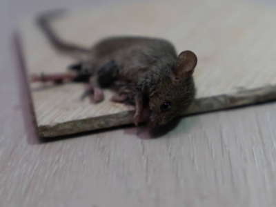 Comment utiliser des plaques de glu anti souris ?