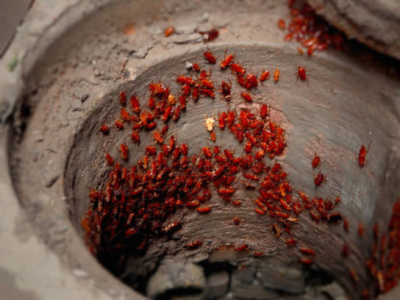 comment reconnaître une infestation de cafards 