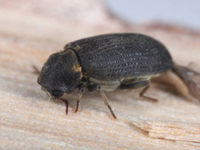 Vrillette du bois : guide complet pour identifier, traiter et prévenir