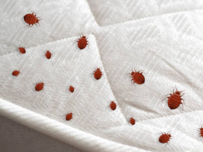 Punaises de lit : signes, piqûres et traces