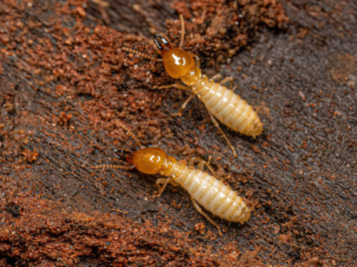 Termites : que dit la loi sur la déclaration et le diagnostic obligatoire