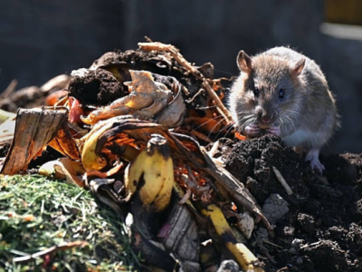 Surmulot (rat brun) : identification, dégâts et traitement efficac