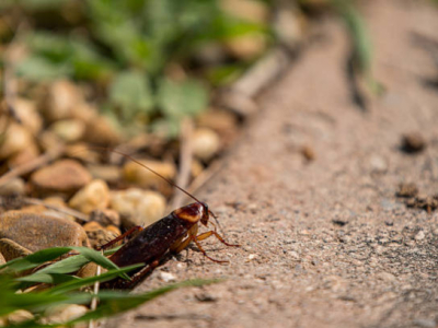 Cancrelat : identification, dangers et traitement