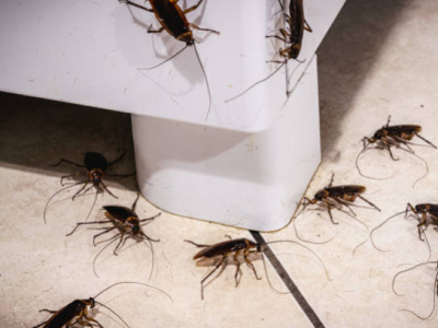 Qu'est-ce qui attire les cafards dans un appartement ?