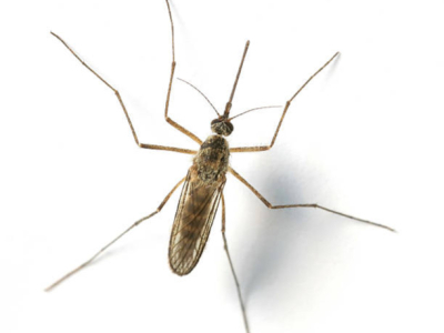 Les moustiques arrivent ! Préparez vous à agir ! 