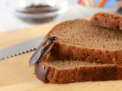 Pourquoi les Cafards S'invitent Chez Vous ?